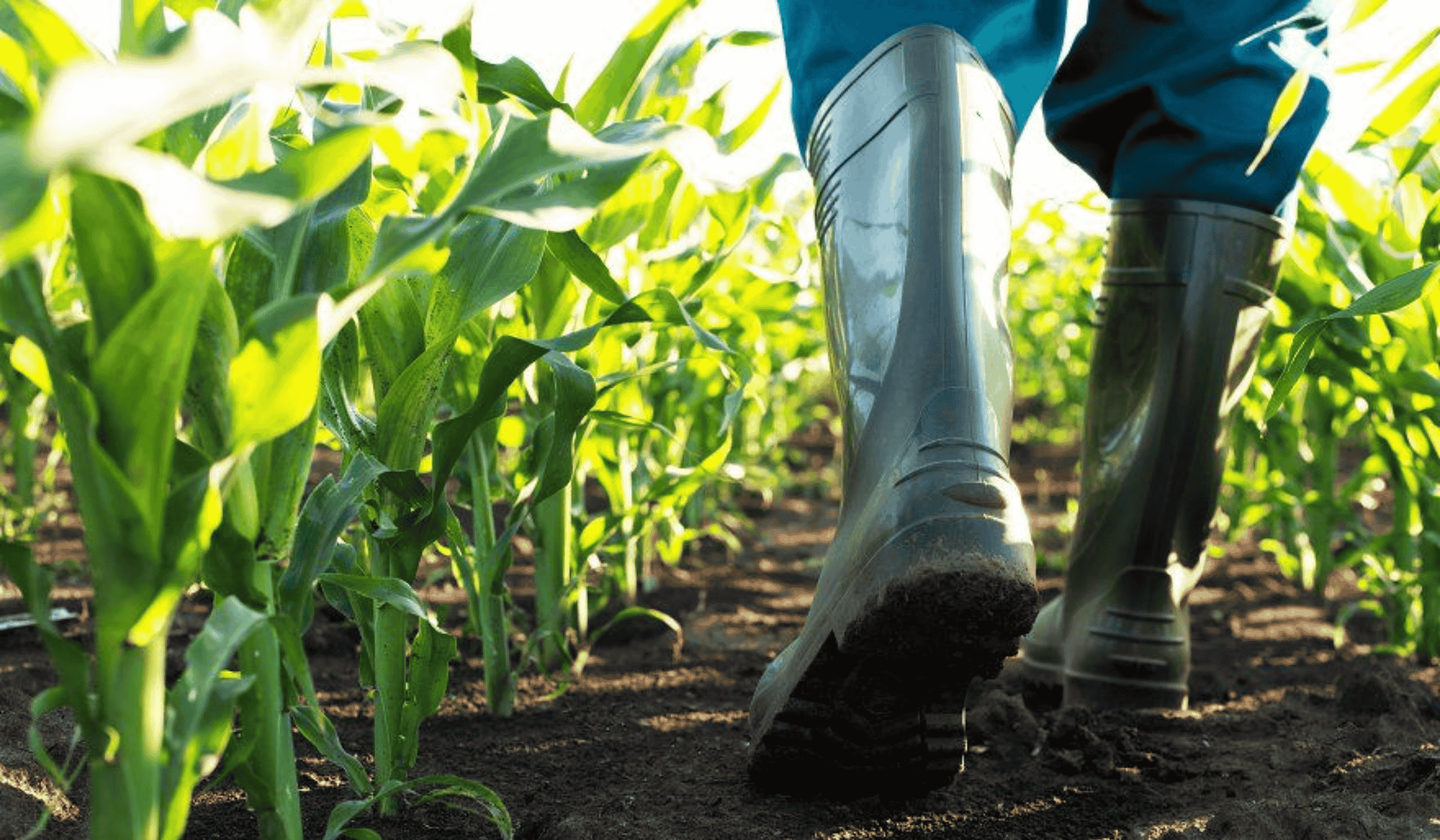 Protecting Your Feet on the Farm: The Importance of Quality Rain Boots for Agriculture